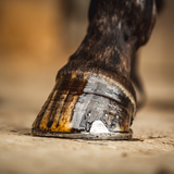 Carr & Day & Martin Teebaum Huföl