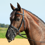 Busse Nüsternschutz Fly Protector