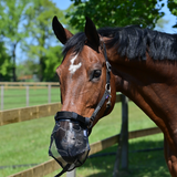 Busse Nüsternschutz Fly Protector