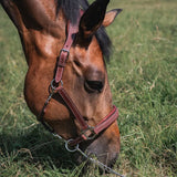 CWD Lederhalfter dunklebraun