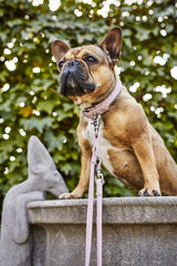 Laboni Amici Nappa- Hundehalsband Rose M