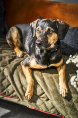 Laboni Hundedecke Oxford Olive S